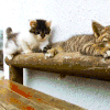 萌宠 猫咪 摇尾巴