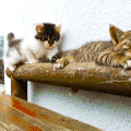 萌宠 猫咪 摇尾巴