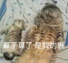 萌宠 喵星人 算了算了 是我的崽 可爱 憨憨