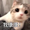 萌宠 猫星人 我康康 好奇 呆萌 可爱