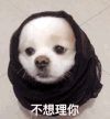 萌宠 汪星人 不想理你 生气 呆萌 可爱