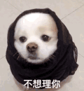萌宠 汪星人 不想理你 生气 呆萌 可爱