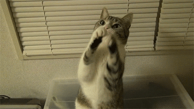 猫 祈求 鼓掌
