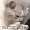 萌宠 喵星人 没回消息 我忙着呢 呆萌 淘气