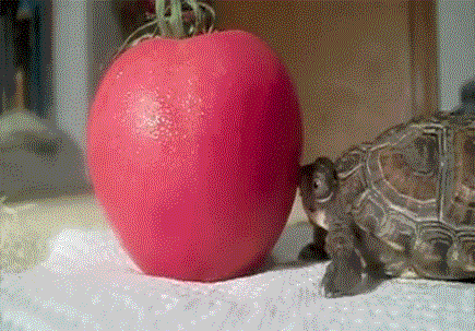 柿子 乌龟 以小欺大 搞笑