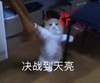 萌宠 猫星人 决战到天亮 搞怪 呆萌 逗