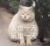 萌宠 猫星人 苦也一天 乐也一天 搞怪 呆萌