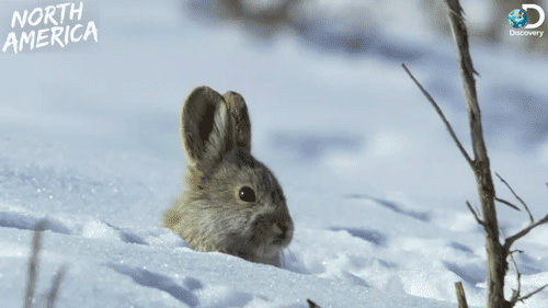 兔子 雪地 雪 野外