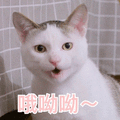 哦呦呦 猫 搞怪