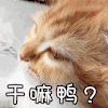 萌宠 猫咪 猫 蒙圈 干嘛