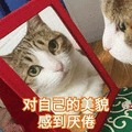 猫 美貌 厌倦