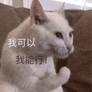 猫咪 点赞 猫猫觉得你很棒 很棒 大拇指