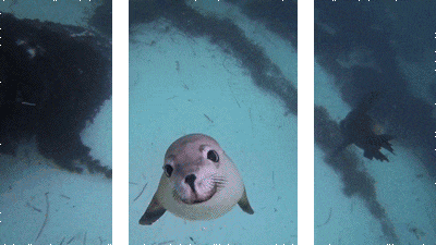 海狮 可爱 游动 微笑