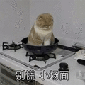 萌宠 猫咪 猫 喵星人 别慌 小场面 搞怪