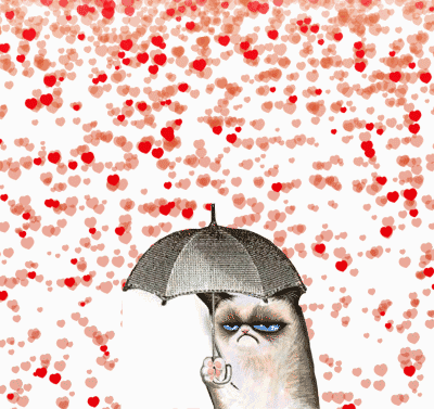 猫 撑伞 下雨 下血