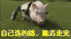 宠物猪