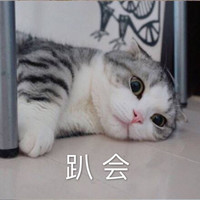 猫咪 喵星人 趴会 可爱 搞笑