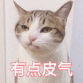 猫 脾气 皮