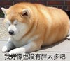 萌宠 汪星人 我好像也没有胖太多吧 无奈 呆萌 搞怪