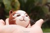 表情 猫咪 手掌 可爱