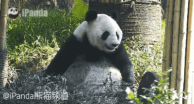 大熊猫 国宝 萌