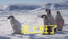萌宠 企鹅 该上班了 无奈 搞怪 逗