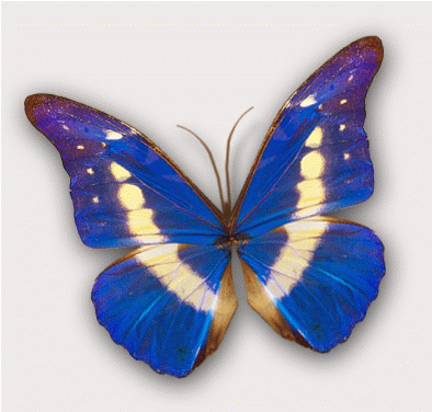 蝴蝶 butterfly animal 动画