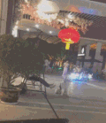 萌宠 汪星人 呆萌 搞怪 逗 沙雕