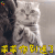 萌宠 猫咪 猫 王者荣耀 求求你 别送了 soogif soogif出品
