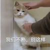 萌宠 喵星人 我么不熟 别这样 搞怪 呆萌