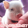 skr 你s不s外边有别kr猪了