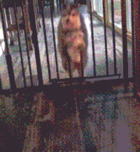 狗狗 卡住 搞笑 可爱