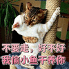 不要 好不好 猫 小鱼干 可爱 呆萌