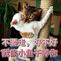 不要 好不好 猫 小鱼干