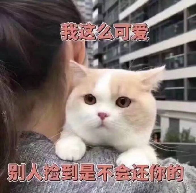 萌宠gif喵星人gif我这么可爱gif我多可爱gif呆萌gif可爱gif