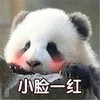 萌宠 熊猫 小脸一红 害羞 搞怪 呆萌