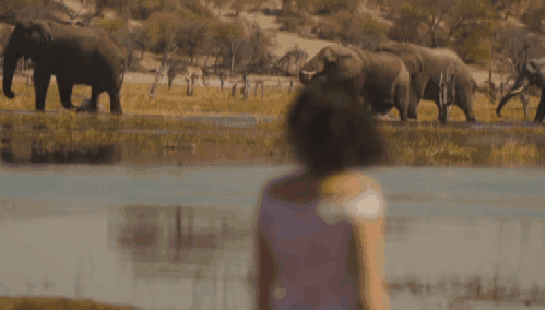 大象 湖边 非洲 草原