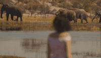 大象 湖边 非洲 草原