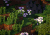 森林 forest