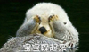 海獭 可爱 卖萌 宝宝躲起来
