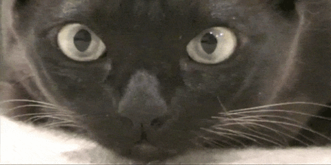 猫咪 眼神 变化 可爱