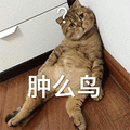 肿么了 猫咪