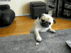 哈巴狗 pug 可爱 吃货