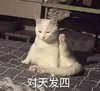 萌宠 猫星人 对天发四 我发誓 呆萌 可爱