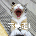 不要走 猫咪