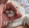 萌宠 猫星人 好了 可以了 呆萌 可爱