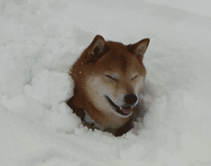 狗狗  雪地  埋脸  开心  玩雪