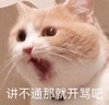 萌宠 猫星人 讲不通那就开骂吧 生气 呆萌 可爱