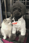 猫咪 泰迪 搞笑 可爱 淘气