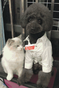 猫咪 泰迪 搞笑 可爱 淘气